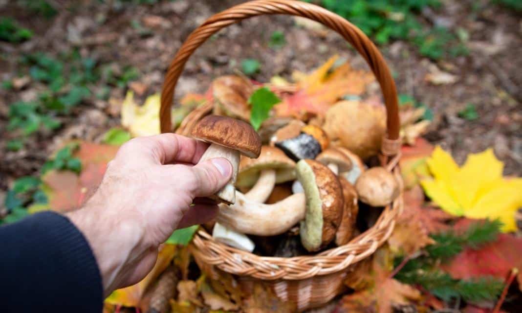 Rozpoczął się sezon grzybowy – Łańcut i okolice zachęcają do zbierania!